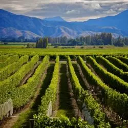 Marlborough