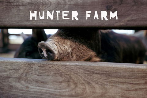 Hunter Valley Resort - Queensland Tourism 6