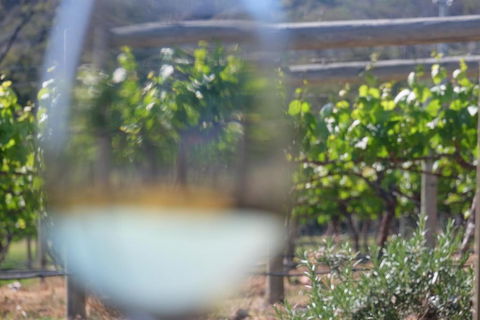 Every Man & His Dog Vineyard - Queensland Tourism 4