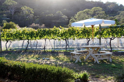 Every Man & His Dog Vineyard - Queensland Tourism 6