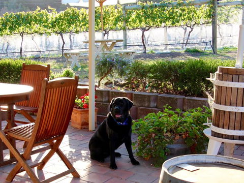 Every Man & His Dog Vineyard - Queensland Tourism 7