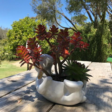 The Fingal Farm - Queensland Tourism 3