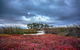 Saintys Creek Cottage - thumb 0