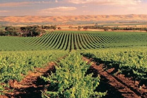 McLaren Vale Backpackers - Queensland Tourism 5