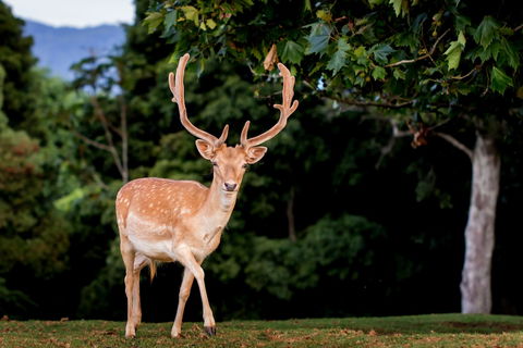 Lookout Mountain Retreat - Queensland Tourism 1