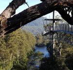 Tahune Air Walk Lodge - QLD Tourism