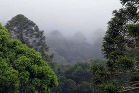 Bunya Mountains Accommodation Centre - QLD Tourism 3