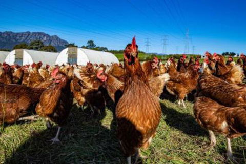 Carinya Farm Holiday Retreat - QLD Tourism 7