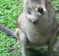 Bluewater Bed  Breakfast Cairns - QLD Tourism