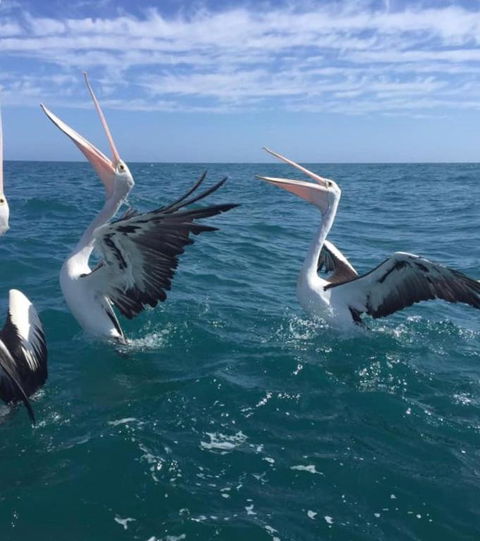 Seas The Day - Queensland Tourism 2