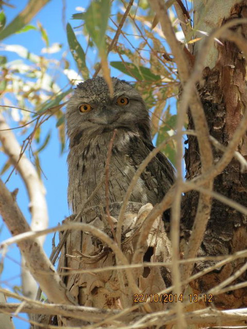 Kalbarri Tudor Holiday Park - QLD Tourism 3
