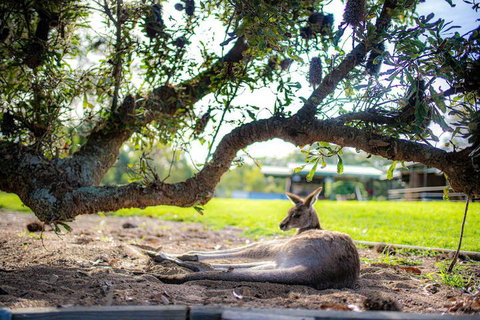 Waterfall Springs Retreat And Wildlife Sanctuary - QLD Tourism 5