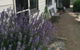 Walnut Cottage - thumb 0
