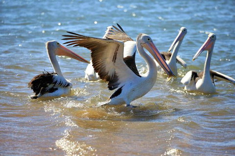 Alva Beach Tourist Park - Queensland Tourism 4