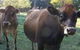 Drumreagh Bed & Breakfast Cabins - thumb 0