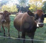 Drumreagh Bed  Breakfast Cabins - Queensland Tourism