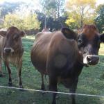 Drumreagh Bed & Breakfast Cabins - Queensland Tourism 0