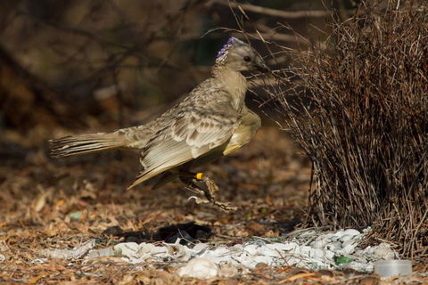 Broome Bird Observatory - Queensland Tourism 7