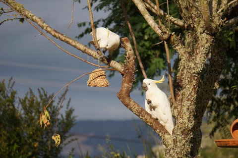 Vicarage View Cottage - QLD Tourism 6