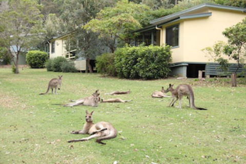 Depot Beach Cabins - QLD Tourism 0