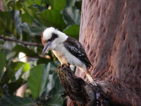 Coucals Cottage - QLD Tourism 2
