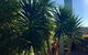Villa Roma On Capri - GC - thumb 0