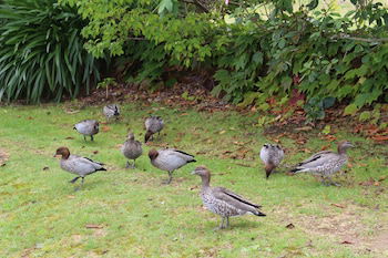 Leura Fairways West - QLD Tourism 0