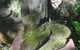The Tree House. Treetop Living Near The Ocean Coolum Beach QLD Australia - thumb 0