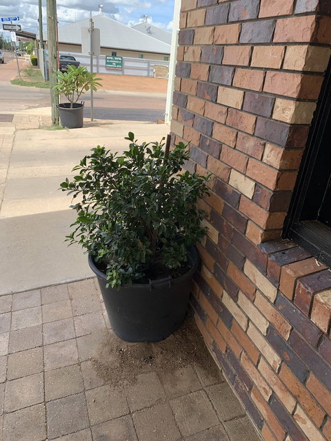 Central Motel - QLD Tourism 0