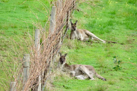 Hotel California Road Inkwell Wines - QLD Tourism 5