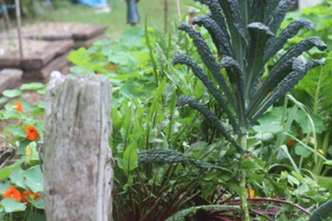 Peaceful Rainforest Wildlife Retreat - QLD Tourism 1