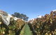 The Cottage At 3 Willows Vineyard - thumb 3