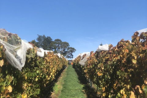 The Cottage At 3 Willows Vineyard - Queensland Tourism 3