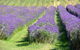 Chestnut Daylesford - thumb 5