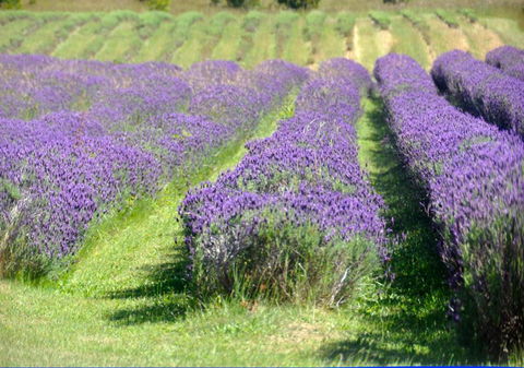 Chestnut Daylesford - Queensland Tourism 5