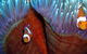 Reef Encounter - thumb 5