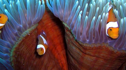 Reef Encounter - QLD Tourism 5