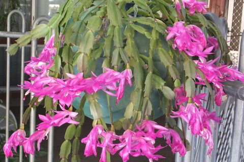 Kathys Place Bed And Breakfast - Queensland Tourism 1