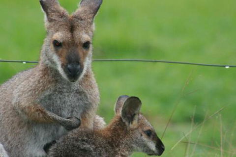 Grand View Holiday Home - Queensland Tourism 6