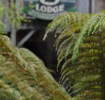 The Wombat Cottage - Queensland Tourism