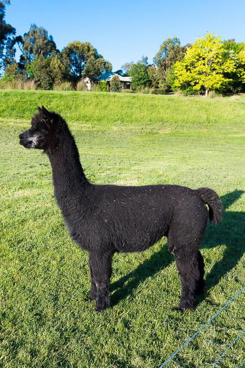 Raynella Alpaca Farmstay - Queensland Tourism 2