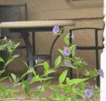 Amalie Cottage Waikerie Unit 1 - Queensland Tourism