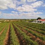 Barossa Valley Lyndoch - Queensland Tourism 0
