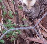 Stringybark Hills Retreat - Queensland Tourism