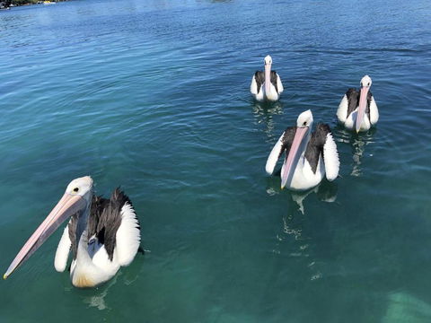 Aquarius 9 Opposite Wallis Lake - Queensland Tourism 6