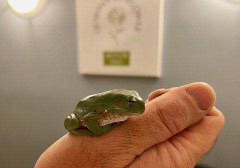 Quirindi Sunflower Motor Inn - QLD Tourism 5