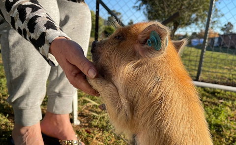 Quirindi Sunflower Motor Inn - QLD Tourism 0