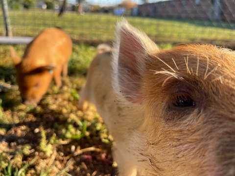 Quirindi Sunflower Motor Inn - QLD Tourism 4