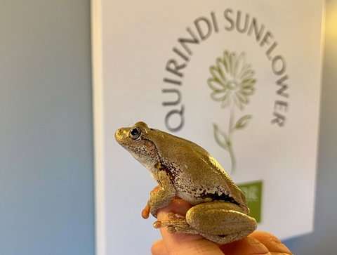 Quirindi Sunflower Motor Inn - QLD Tourism 1