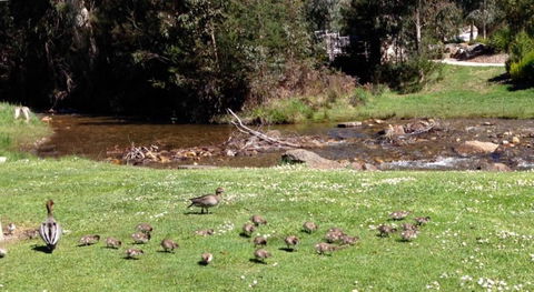 RiverCottage Selfcontained - QLD Tourism 3